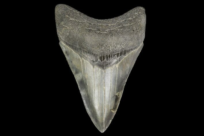 Serrated, Fossil Megalodon Tooth - South Carolina #114506